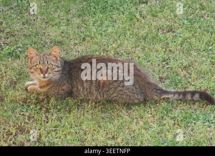 Eine Katze sitzt auf dem Gras Stockfoto