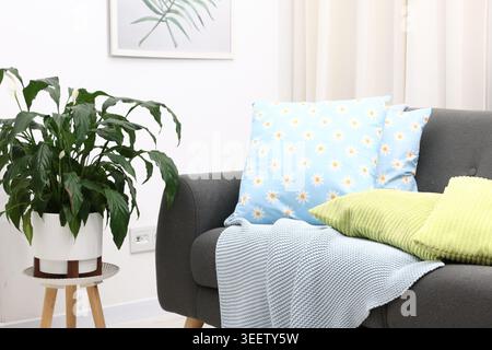 Weiche Kissen in farbenfrohen Kissenbezügen auf Sofa und Zimmerpflanze im Haus Stockfoto