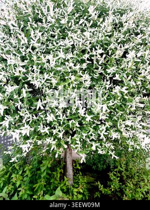 Japanische Weide oder Salix integra „Hakuro-Nishiki“ in Spring Bloom, Nishiki Flamingo, Flamingo Willow, Dappled Willow, Dappled Japanese Willow Stockfoto