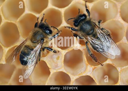Zwei Honigbienen auf einer Wabe in einem Bienenstock. Ein Nahfoto mit großer Schärfentiefe. Stockfoto