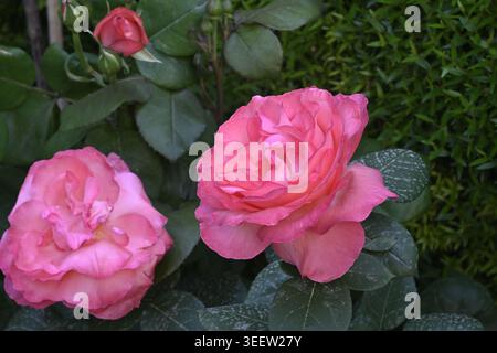 Schöne rosa Rosenblüten aus nächster Nähe Stockfoto