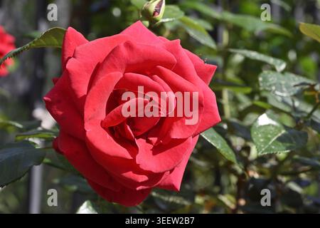 Schöne rote Rosenblume wächst auf Rosenbusch aus nächster Nähe Stockfoto