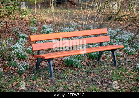 Herbst, Bank und weiße Blumen im Park mit Gras, Nachhaltigkeit und friedlicher Umgebung zum Entspannen. Blühende Jahreszeit, Schneeglöckchen und grüne Pflanzen Stockfoto