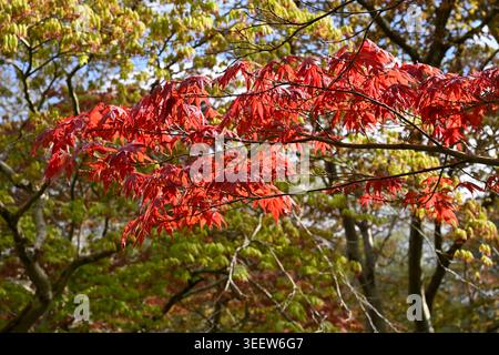 Zartes, leuchtend rotes Frühlingslaub aus japanischem Ahorn, Acer Fireglow UK Garden April Stockfoto