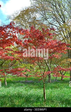 Zartes, leuchtend rotes Frühlingslaub aus japanischem Ahorn, Acer Fireglow UK Garden April Stockfoto