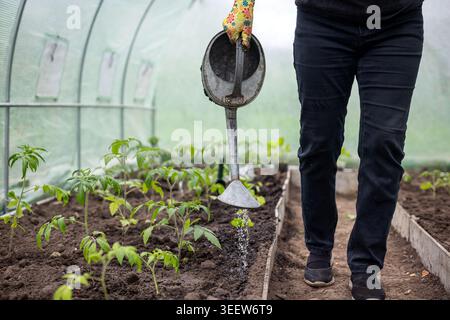 Gärtner gießen Tomatensämlinge im Gewächshaus. Die Person bewässert junge Tomatensetzlinge mit einer Gießkanne aus Metall, während sie durch ein Gewächshaus geht Stockfoto
