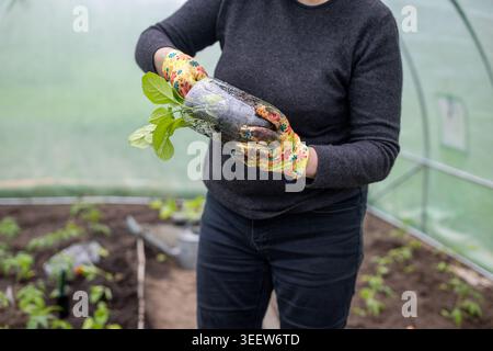 Gärtner, der Setzlinge für die Gewächshauspflanzung vorbereitet. Eine Person mit Blumenhandschuhen hält ein Tablett mit jungen Gemüsesämlingen, bevor sie in A umpflanzt Stockfoto