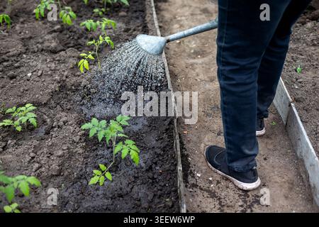 Gärtner gießen Tomatensämlinge im Gewächshaus. Person bewässert junge Tomatensämlinge mit einer Gießkanne aus Metall in einem erhöhten Gewächshaus-Gartenbeet. Stockfoto