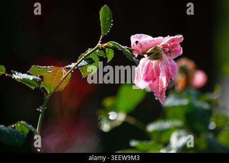 Rosa Rosenblüte mit Blättern bedeckt mit Wassertropfen Stockfoto