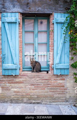 Tabby-Katze auf einem Fenstervorsprung im alten mittelalterlichen Dorf Lauzerte, Frankreich Stockfoto