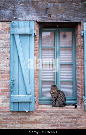 Tabby-Katze auf einem Fenstervorsprung im alten mittelalterlichen Dorf Lauzerte, Frankreich Stockfoto