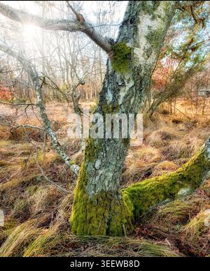 Sonnenschein, Baumstamm und grünes Moos im Wald für Waldhabitat, Ökosystem oder Ökologie. Pflanzen, Wälder und Flechten auf Rinde in Natur Stockfoto