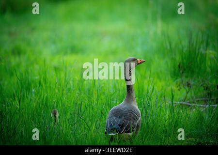 Graugans stehend hoch in üppig grünem Gras Stockfoto