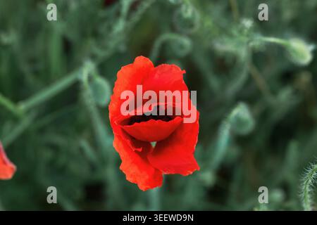 Wildflower Red Poppy Draufsicht – Naturblumenbild Stockfoto