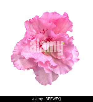 Einzelne rosa Azalea Blume isoliert auf weißem Hintergrund mit Beschneidungspfad. Designelement für Postkarten, Grüße, Einladungen, Poster, Geburtstag dez Stockfoto