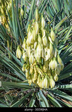 Mojave Yucca blüht in der Wüste in Arizona Stockfoto