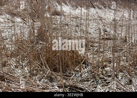 Getrocknete Sumpfgräser und Feuchtlandvegetation im frühen Frühjahr Stockfoto