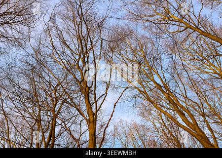 Herbst, Himmel und Baum mit Zweigen in der Natur für Lebensräume, Erosionsschutz oder natürliches Ökosystem. Niedriger Winkel, Buchendach und Sturzumgebung in Stockfoto