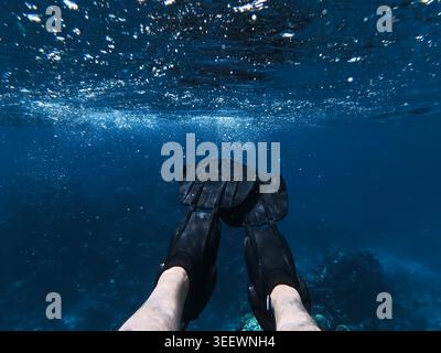 Bunte Papageienfische schwimmen über einem Korallenriff im kristallklaren blauen Wasser des Roten Meeres in Scharm El Sheikh Ägypten. Stockfoto