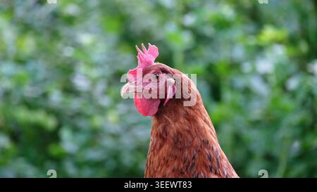 Braunes Hühnerporträt Hähnchenkopf Nahaufnahme Stockfoto