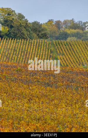 Weinberge mit leuchtenden Herbstfarben in der Grand Est Region von Marne Stockfoto