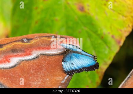 Blauer schillernder Schmetterling, der mit gefalteten Flügeln auf einer künstlichen Struktur ruht Stockfoto