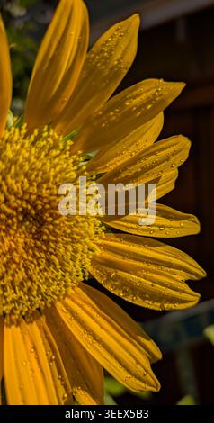 Hellgelbe Sonnenblumenblätter, bedeckt mit feinen Wassertropfen Stockfoto