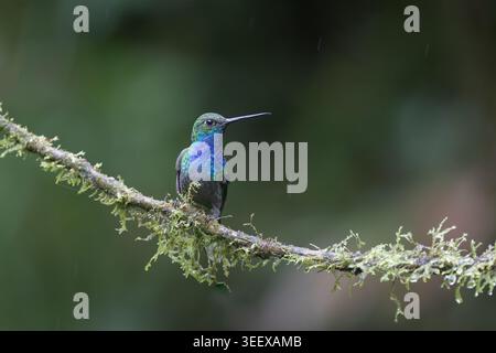 Grüner Hillstar, der bei Regen im Nebelwald von Sumaco, Ecuador, auf moosbedeckten Zweigen thront. Stockfoto