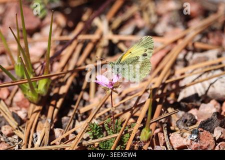 Zierlicher Schwefel oder Nathalis-Iol, der sich von einer Storchschnabelblume ernährt, im Rumsey Park in Payson, Arizona. Stockfoto