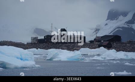 Schwarze Gebäude der chilenischen Gabriel González Videla Base am Waterboat Point in der Antarktis, umgeben von einem massiven Gentoo-Pinguin Stockfoto