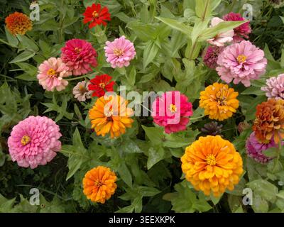 Eine lebendige Vielfalt von farbenfrohen, eleganten Zinnia (Zinnia elegans) Blumen blüht in einem sonnigen Garten im Hinterhof. Stockfoto