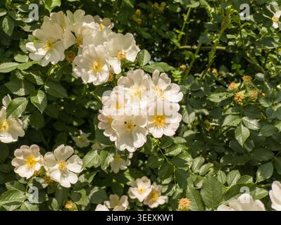 Eine dichte Gruppe blühender weißer Wildrosen (Rosa canina) mit hellgelbem Gelb zentriert im Frühjahr auf einem sonnendurchfluteten Sträucher. Stockfoto