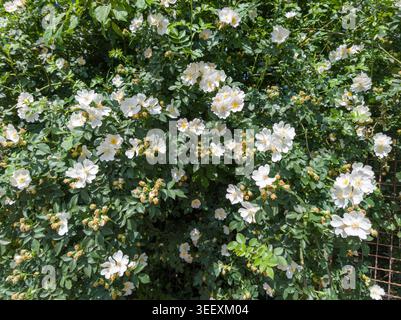 Ein üppiger und üppiger wilder Rosenstrauch (Rosa canina), bedeckt mit einer dichten Ansammlung blühender weißer Blumen in einer sonnigen Frühlingshecke. Stockfoto