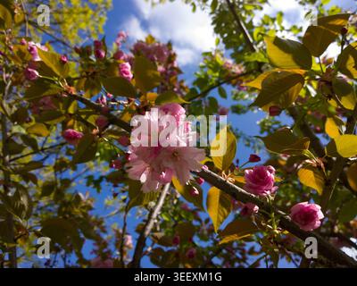 Wunderschöne rosa japanische Kirschblüten (Prunus Kanzan), die an einem sonnigen Frühlingstag vor einem hellblauen Himmel mit weichen weißen Wolken blühen. Stockfoto