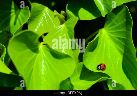 Ein Spritzer purpurroten Lady Bug auf der Efeu-Mauer Stockfoto