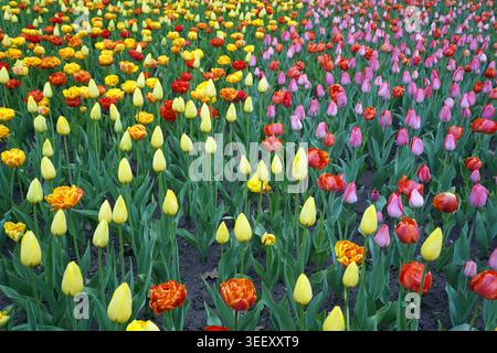 Ein lebendiges und weitläufiges Blumenbeet zeigt Reihen von bunten Tulpen, die in hellen Gelb-, Orange-, Rot- und Rosa-Tönen blühen Stockfoto