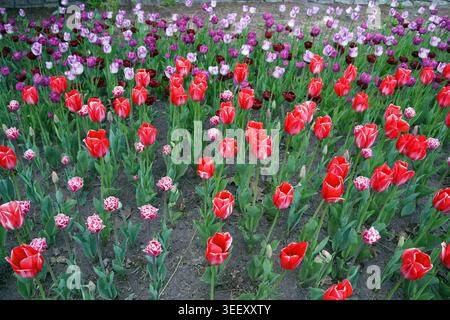 Ein farbenfrohes Blumenbeet voller leuchtender roter, rosafarbener und tiefvioletter Tulpen wird während des Canadian Tulip Festival in Ottawa in vollem Umfang gezeigt Stockfoto