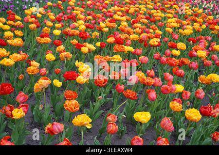 Während des Canadian Tulip Festival in Ottawa blüht ein breites Feld leuchtender, gelb, orange und roter, doppelblättriger Tulpen Stockfoto