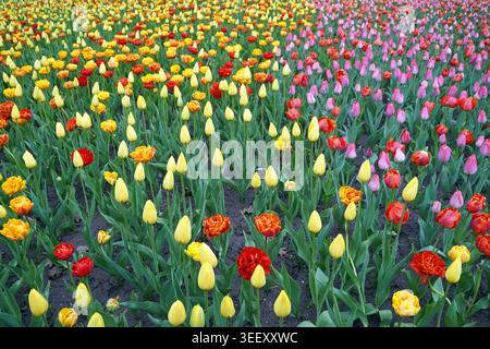 Ein lebhaftes Bett aus bunten Tulpen in Gelb-, Orange-, Rot- und Rosa-Tönen, das während des Canadian Tulip Festival in Ottawa in vollem Umfang zu sehen ist Stockfoto