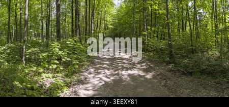 Unbefestigter Weg durch grünen Laubwald, beleuchtet von Sonnenlicht. Panoramablick. Stockfoto