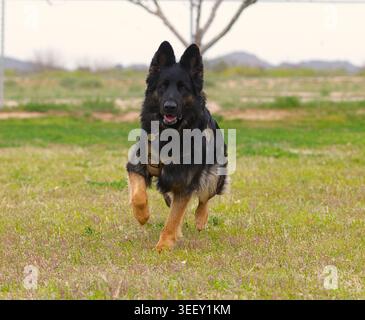 Deutscher Schäferhund im Park. Stockfoto