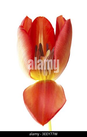 Eine getrennte frische Tulpenblüte. Nahaufnahme. Isoliert auf weiß Stockfoto