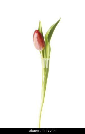 Eine getrennte frische Tulpenblüte. Isoliert auf weiß Stockfoto