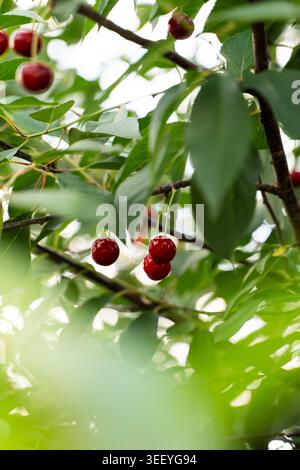 Reife rote Kirschen hängen an einem Kirschbaum, umgeben von frischen grünen Blättern und natürlichem Licht Stockfoto