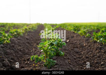 Kartoffelpflanzen, die reihenweise auf einem ländlichen Feld wachsen und gesunde grüne Sprossen zeigen, die aus dunkelbraunem Boden für die Ernte auftauchen Stockfoto