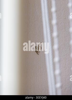 Hausspinne an der Schlafzimmerwand entdeckt Stockfoto