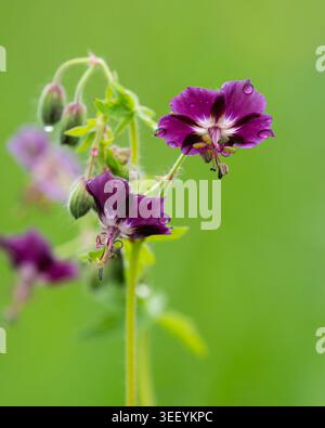 Dunkler Kranichschnabel Geranium Phaeum dunkel lila Blüte mit Regentropfen auf Blütenblättern Ein dunkel lila dämmerlicher Kranichschnabel Geranium Phaeum Blüte mit weißem Zentrum A Stockfoto