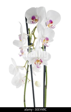 Makroansicht von weißen und rosafarbenen Orchideen auf weißem Hintergrund Stockfoto