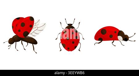 Bunte Illustration von drei roten Marienkäfern in fliegenden, oben und seitlichen Positionen mit dunklen Flecken und braunem Körper, isoliert auf weißem Hintergrund, Sum Stock Vektor