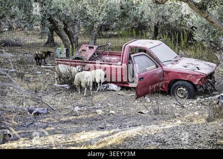 Schafe an einem alten verlassenen Auto auf einer der griechischen Inseln Stockfoto